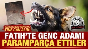 Fatih’te korkunç ölüm! Çok sayıda başıboş sokak köpeği genç adamı parçaladı