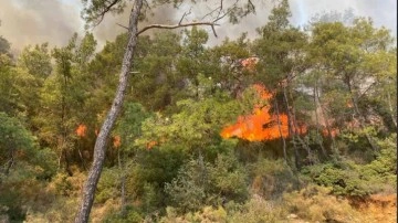 Fethiye'de orman yangını paniği