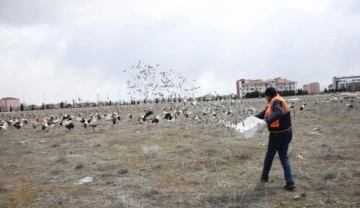 Fırtınada zorunlu iniş yapan leyleklere Konya Büyükşehir'den balık ikramı