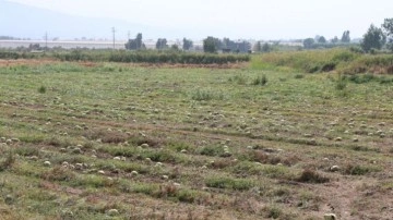 Fiyatlar düşünce karpuz tarlada kaldı!