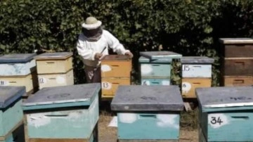 Fransa'daki arıcılar iklim değişikliği ve Asya dev eşek arısından muzdarip