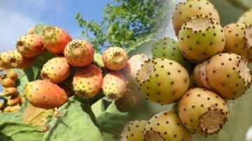 Frenk yemişi faydaları nelerdir? Frenk yemişi nasıl yenir?