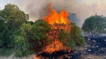 Gaziantep'te fıstık ve zeytin bahçelerinde çıkan yangına müdahale ediliyor