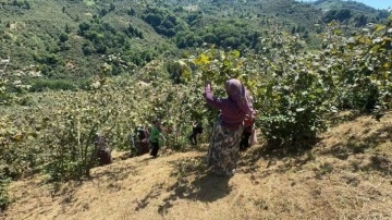 Giresun'da üreticiler fındık hasadına başladı