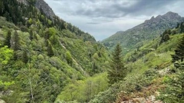 Giresun ve Ordu'nun bal ormanlarını yırtıcı böcekler koruyacak