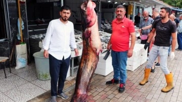 Görenler şaşkınlığı gizleyemedi! Tam 2,5 metre boyunda, 94 kilogram