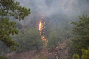 Göynük'te Sarp ve Dik Yamaçlı Arazide Orman Yangını Çıktı