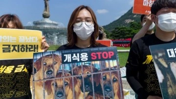 Güney Kore'de artık köpek eti yenmeyecek! Ticareti yapılmayacak. Yasa kabul edildi