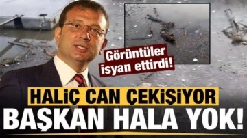 Haliç can çekişiyor, İBB Başkanı İmamoğlu hala tatilde!