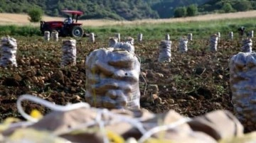 Hasadın sürdüğü Tokat'ta 22 bin ton patates rekoltesi bekleniyor