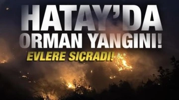 Hatay'da çıkan orman yangını söndürülmeye çalışılıyor!