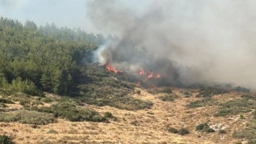 Hatay'da orman yangını çıktı