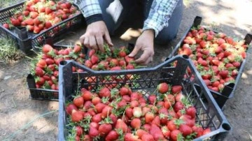 Hatay'da çilekte verim geçen yıla göre arttı