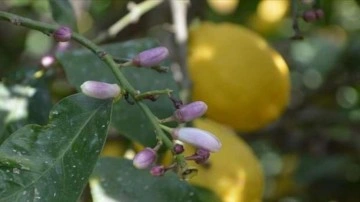 Hatay'da dalında kalan limonların toplanması çağrısı