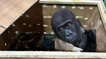 Havalimanında yavru goril bulunmuştu... Tayland polisi harekete geçti!