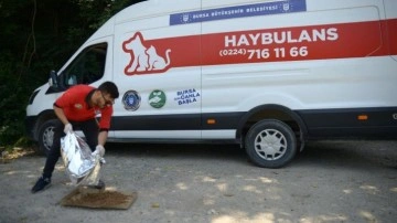 Haybulans, 4 ayda 900 sokak hayvanına acil müdahale etti