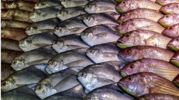 Her derde deva olan balık türü belli oldu. Pazar tezgahlarında kapış kapış satılıyor