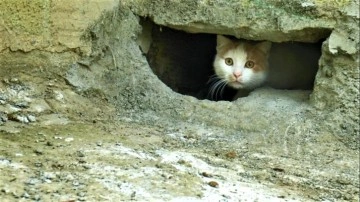 İlçeyi karıştıran iddia! Oyuğun içindeki kedilerin üzerine beton mu döküldü?