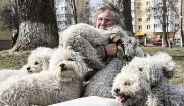 İrpin'den tahliye edilen Ukraynalı kadın 24 köpeği de Kiev'e getirdi