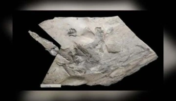 İskoçya'da fosili bulunan Jurassic Pterozorun dünyanın en büyüğü olduğu keşfedildi