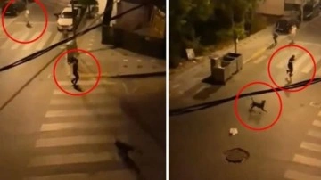 İstanbul'da dehşete düşüren görüntü! Köpeklerini adamın üzerine saldırttı