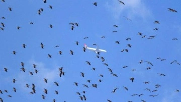 İstanbul hava sahasında leylek alarmı