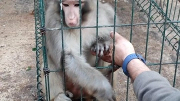 İzinsiz Rhesus maymun besleyen şahsa para cezası