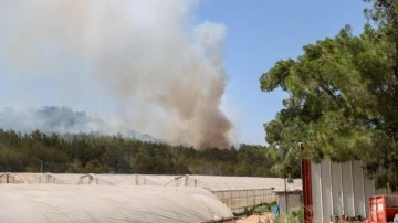 İzmir'de orman yangını: 1 şahıs tutuklandı!