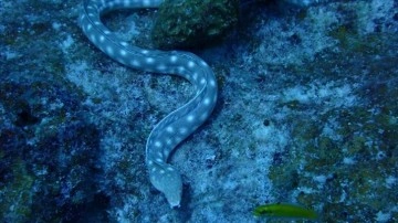 Japonya'da yılan balığından zehirlenen 130 kişiden 1'i öldü