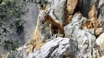 Kaçak yaban keçisi avcılarına 500 bin TL tazminat ile para cezası