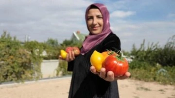 Kadın girişimcinin "ata tohumu" başarısı! Şimdi hedefte ihracat var