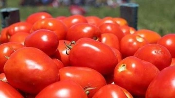 Kahramanmaraş'ta domatesten 120 bin ton rekolte bekleniyor