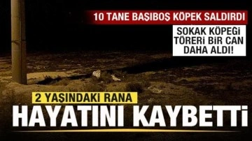 Kahreden haber! 10 tane sokak köpeği saldırdı! 2 yaşındaki Rana hayatını kaybetti