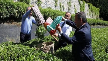 Kampanyanın ilk gününde 13 ton yaş çay aldı