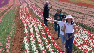 Karaman'da üretilen lale soğanları Rusya'dan talep görüyor