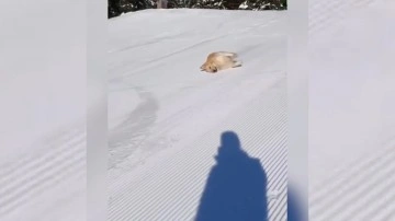 Kayak yapan sevimli köpeğin o anları izleyenleri gülümsetti