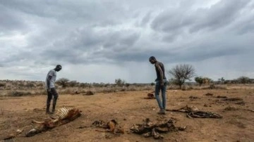 Kenya'da, mahsulleri yok eden kuşlar öldürülecek!