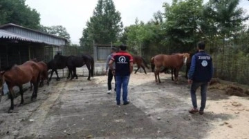 Kesime giden atları, zabıta kurtardı