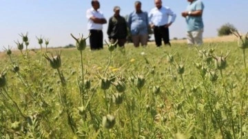 Kilis'te alternatif ürün olarak ekilen çörek otundan 5 bin ton rekolte bekleniyor