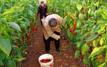 Kırmızı biber tarlada 12, markette 25 lira! Aradaki farka üretici bile tepkili