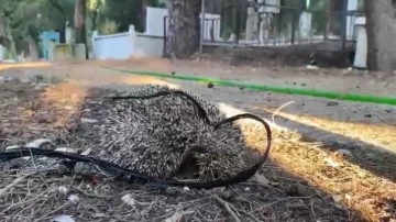 Kirpiyi iple mezarlığa bağladılar