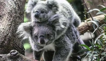 Koalalar nesli tükenme tehlikesindeki tür listesine alındı