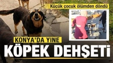 Konya'da bir köpek dehşeti daha! Küçük çocuk ölümden döndü