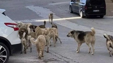 Köpekseverlerden barınak baskısı! Hukukçular uyardı: Yetkililer sorumlu olur