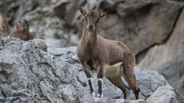 Koruma altındaki dağ keçisini avlayıp sucuk yapmış