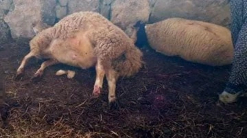 Koyunlar ağılda dehşeti yaşadı! Boyunları kırılınca çırpınarak can verdiler