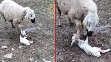 Koyunun yavrusuna yaptığını görenler anlam veremedi, çiftçi gerçeği açıklayınca herkes duygulandı