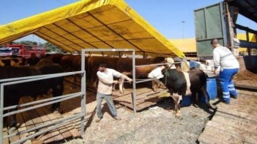 Kurbanlıklar geldi: İlk günden hareketlilik başladı