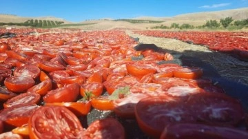 Kurutmalık domates hasadı başladı