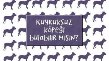 Kuyruksuz köpeği bul: Zeka ve gözlem yeteneğinizi sınayın!